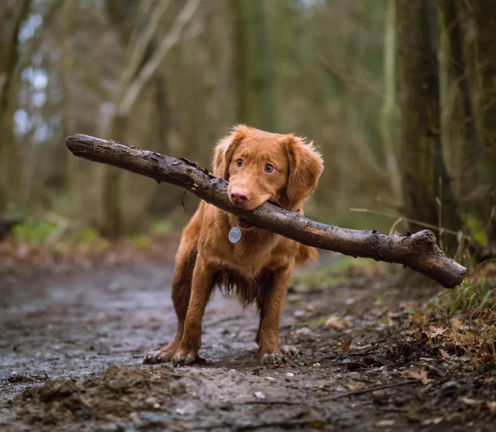 Dignissim Cras Tincidunt Lobortis 1 article thumb 8 optimized