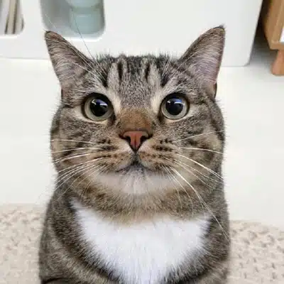 How Does It Work? 5 A surprised tabby cat with wide-open eyes