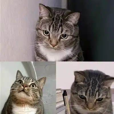 How Does It Work? 7 A collage of three pictures of a tabby cat, each showing different facial expressions