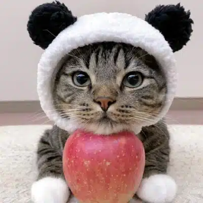 How Does It Work? 6 A tabby cat wearing a panda - shaped hat