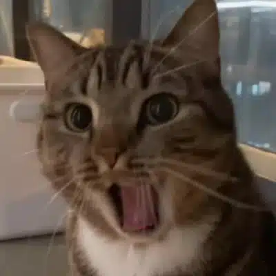 How Does It Work? 8 tabby cat with surprised open mouth